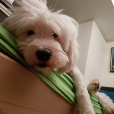 Idefix profile