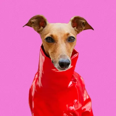 Iggy Joey profile