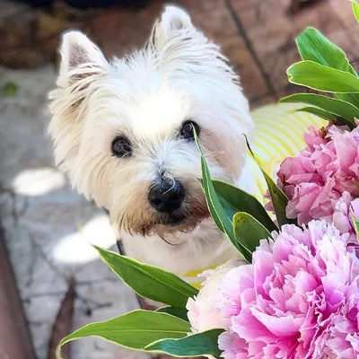 Iggy The Westie profile