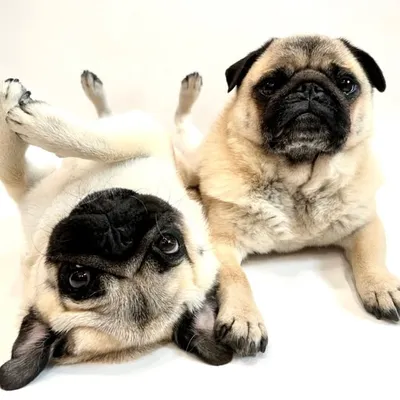 Zombie Pug & Crowley (Lil C) profile