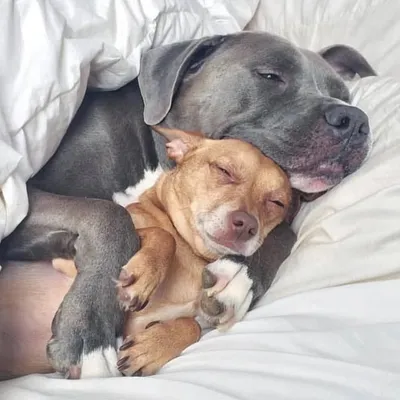 For All You Pet Lovers profile