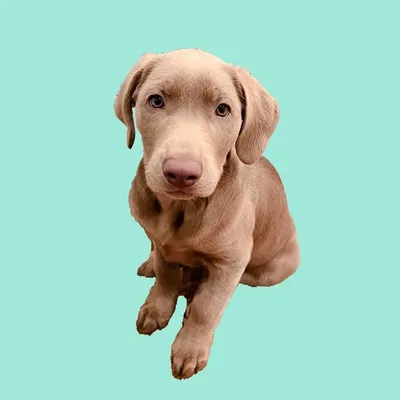 Makoa, The Silver Labrador profile