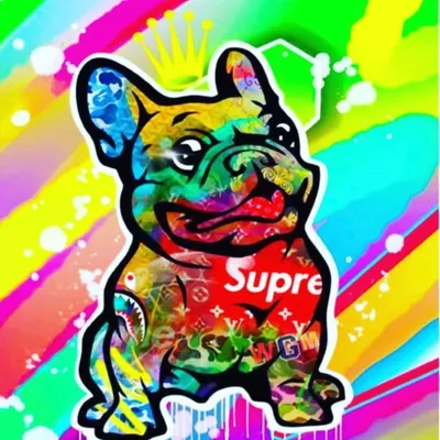 Where you can find Champ 🐶 profile