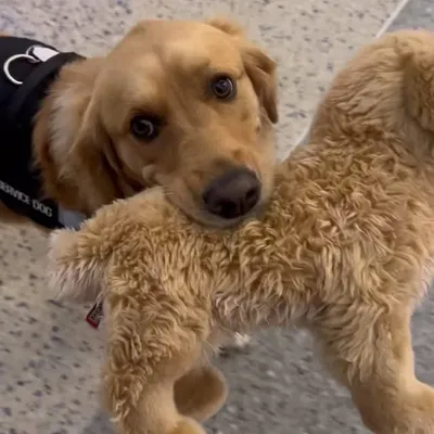 I Love Golden Retrievers profile