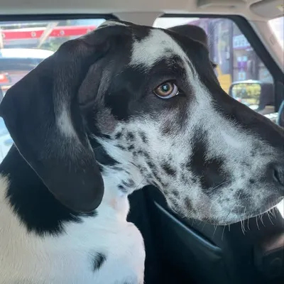 Fifty The Great Dane profile