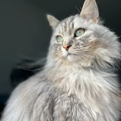 Chester the Cat profile