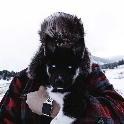 Huskies | Bear, Zella & Grizz profile