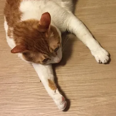 takchani ᓚᘏᗢ profile
