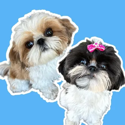 Louie and Lola - Shih Tzu Puppies profile