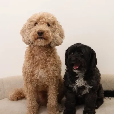 Theo & Mabel profile