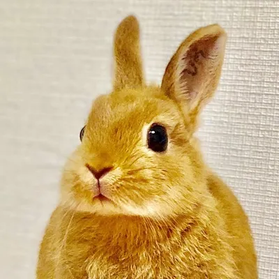 いなり(inari) profile
