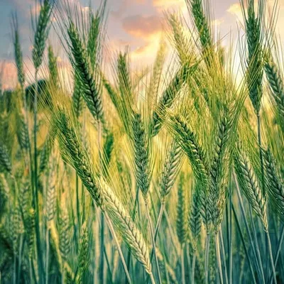 Natural Farmer profile