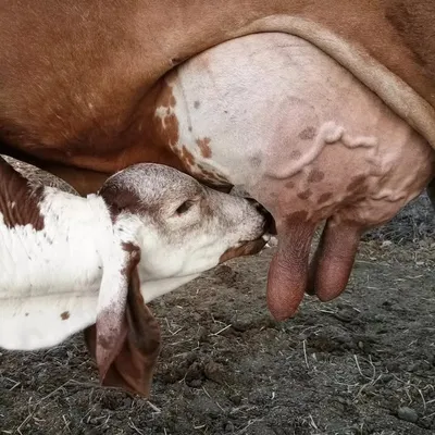 🇮🇳Indian_Gir_cow profile