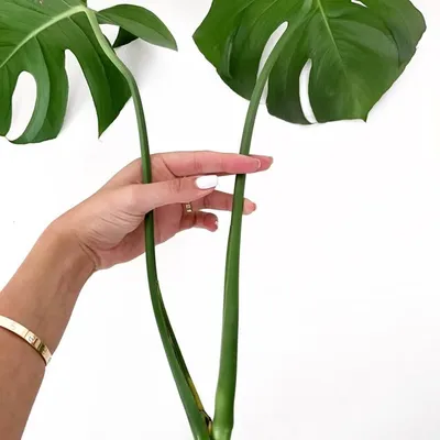 Pʟᴀɴᴛᴍᴏᴍ 🌱 profile