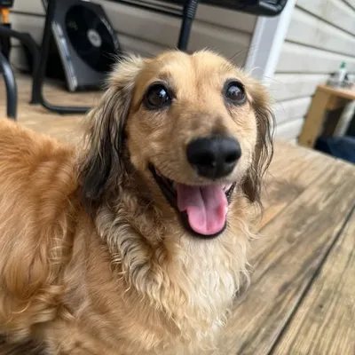 Indiana Bones 🤠 profile