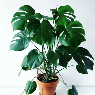 I NEED PLANTS 🪴 profile