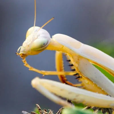 Insectfocus📷 profile