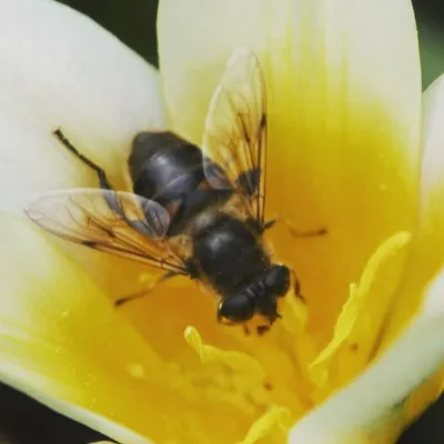 Insectenclub profile