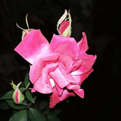 Insta_bd_photoshout profile