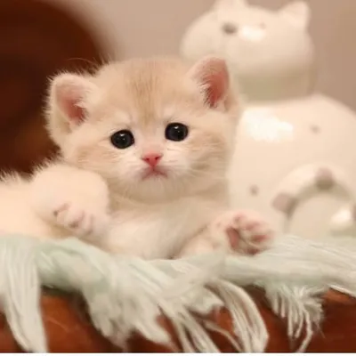 insta_catskittens profile