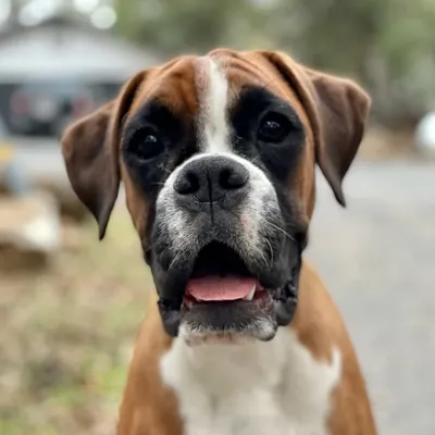 Daily Dog Videos ๐ถ profile