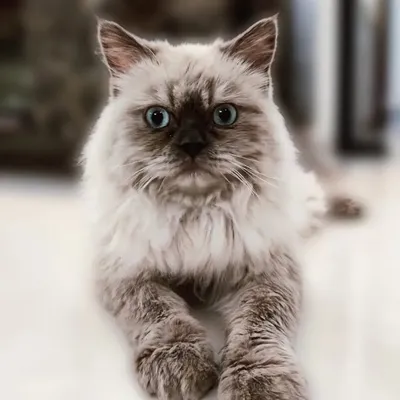 Oreo Cat profile
