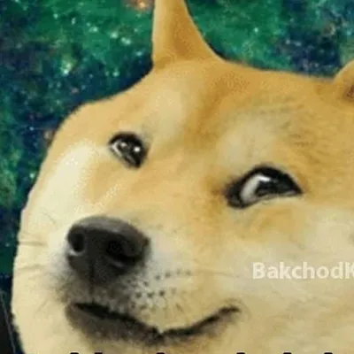 Bakchod Kutta profile