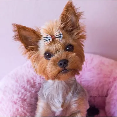 Yorkshire Yorkie Puppy Love ๐๐ถ profile