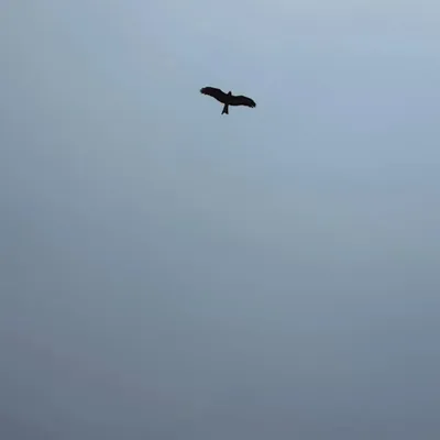 intellectual_activism_ profile