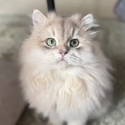 Ivan profile