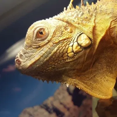 exotic pet facts profile