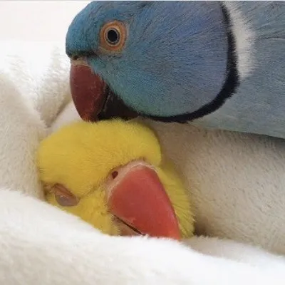 ✨❄️ Rio & Tweety ❄️✨ profile