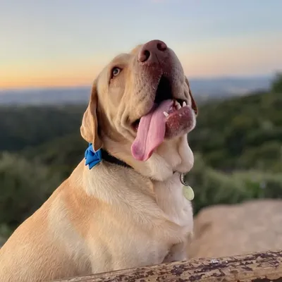 Buster the Dudley Lab profile