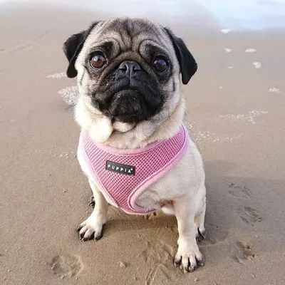 Isabella the pug profile