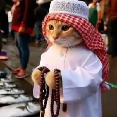 أهل السنة والجماعة profile