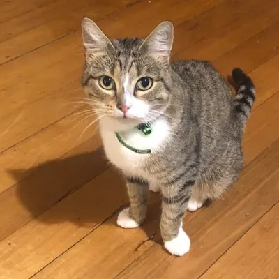 Corona Cat profile