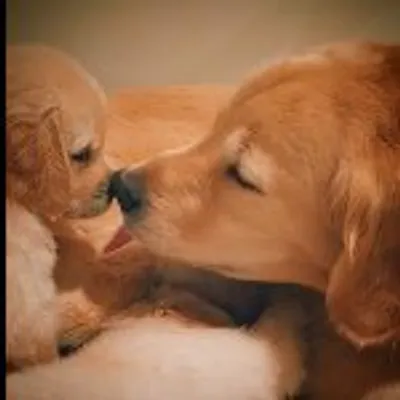 Super Cute Pets ๐ถ profile