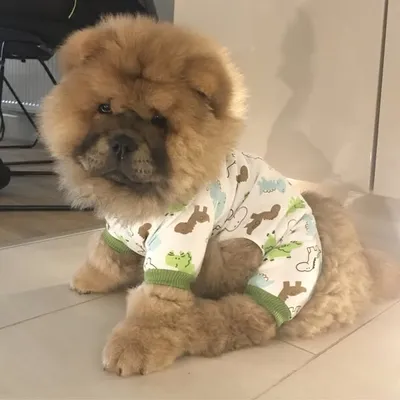 Barney Bear ™ profile