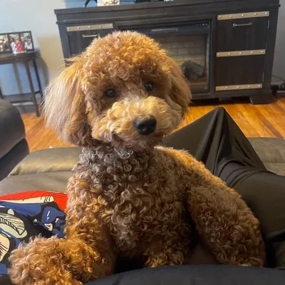 TED profile