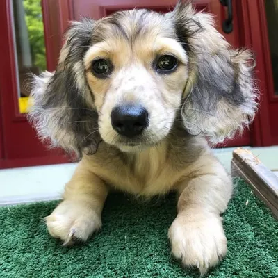 Daphne The Dachshund profile