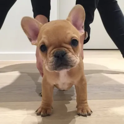 Bowie The Frenchie profile