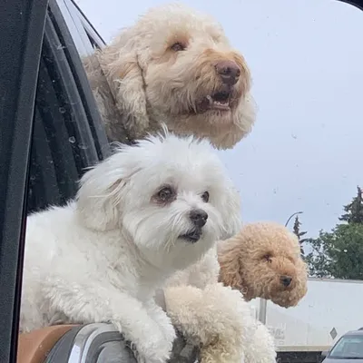 The Doggeh Trio profile