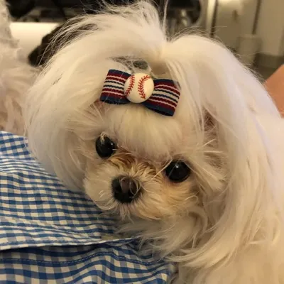 Bitsy The Micro Maltese profile