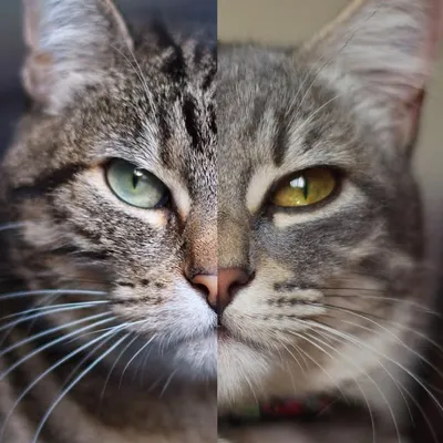 ๐๐๐ Izzy & Willow ๐๐๐ profile