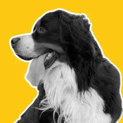 Kevin | Bernese Mountain Dog profile