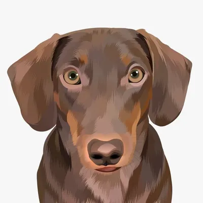 Milo the Mini Dachshund profile