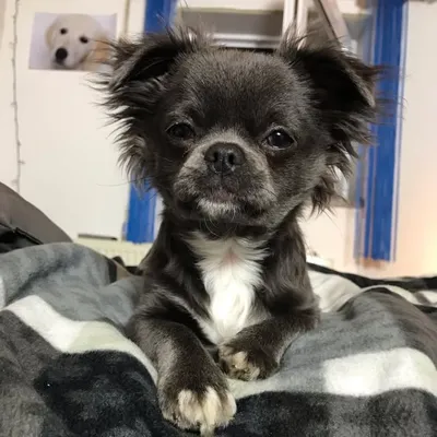 Hey I‘m Chico❤️ profile