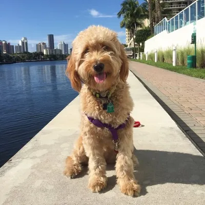 Rosie the Mini Goldendoodle profile