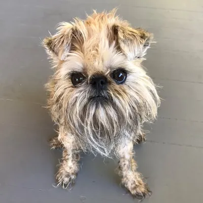 Itty Bitty the Griff profile