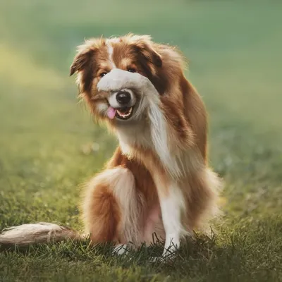 Pet photographer | Tierfotograf |📍Berlin profile